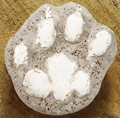 cast of a mountain lion paw print