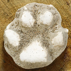 cast of a Wolf paw print